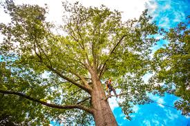 Canutillo, TX Tree Services Company