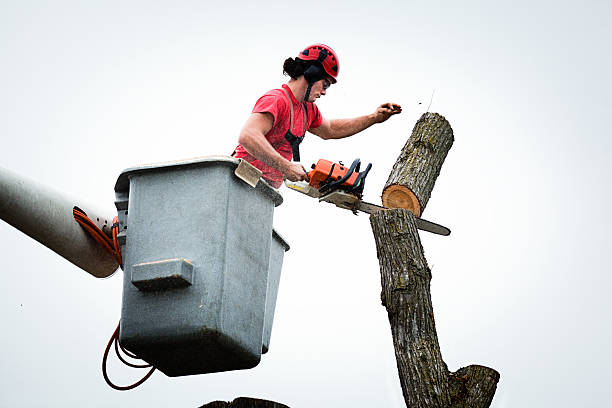 Best Palm Tree Trimming  in Canutillo, TX